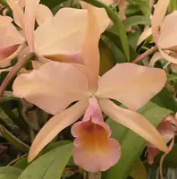 Blc. Verdant Venture 'Odoms 1'