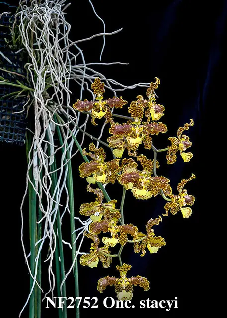 Trichocentrum stacyi ', Note: Rare ! Leaf Length Between 40cm - 60cm' (Trichocentrum)