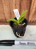 Laelia perrinii fma coerulea