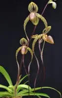 Paphiopedilum SHIN-YI LADY (Genevieve Booth x sanderianum)