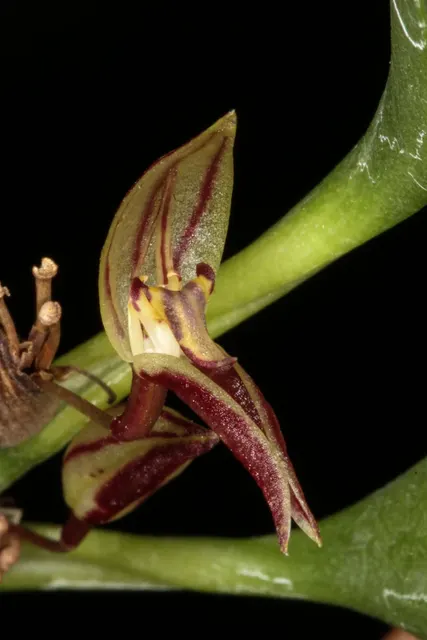 Pleurothallis ringens (Pleurothallis)