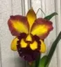 Rhyncholaeliocattleya Hsinying Joy ‘Chief Wilson’ (Rhyncholaeliocattleya)
