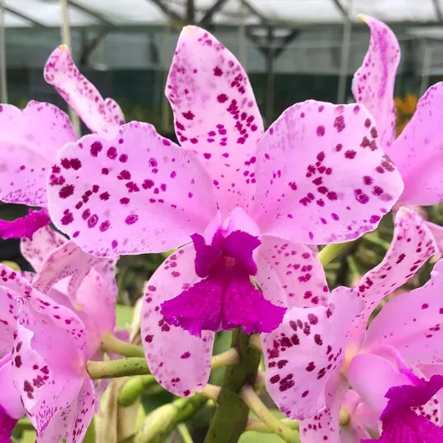 Cattleya amethystoglossa x 'Camino Real' (Cattleya)