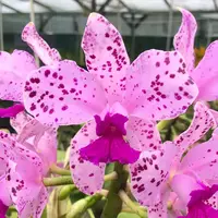 C. amethystoglossa 'Camino Real' x 'H&R Supreme' AM/AOS x sib