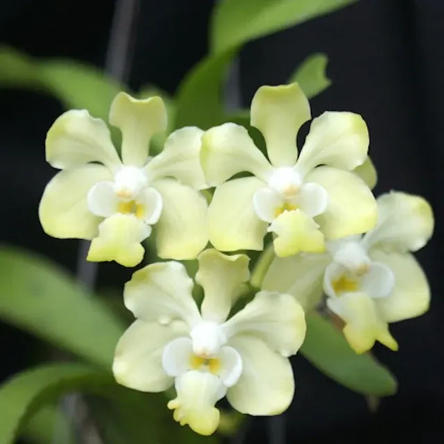 Vanda denisoniana x denisoniana 'Yellow'
