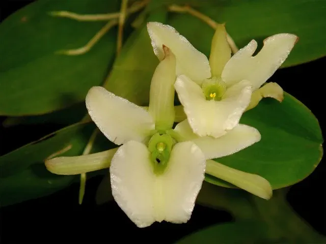Epidendrum rhizomaniacum