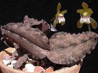 Oeceoclades roseovariegata (Oeceoclades)