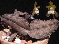 Oecl. roseovariegata (MOER) (- Oeceoclades ) Oecl.=Oeceoclades