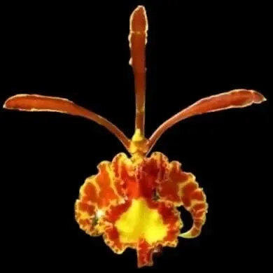 Oncidium Alliance - Psychopsis Mariposa 'Green Valley'