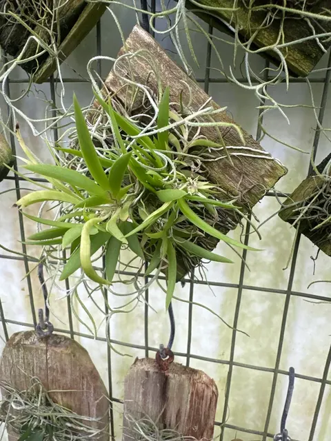 Tolumnia mounted (Tolumnia)