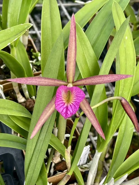Brassocattleya Hamlyn’s Magic ‘Leilani (Brassocattleya)