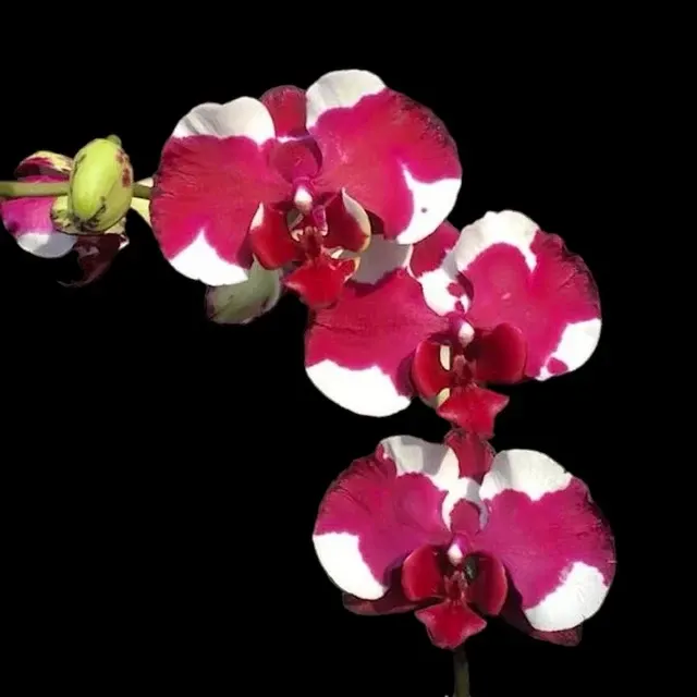 Phalaenopsis Fuller's Sunshine