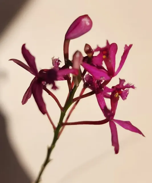 Epidendrum radicans 'Fire Star' (Epidendrum)