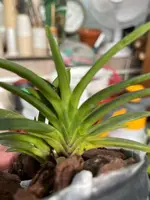 Neofinetia falcata ‘Ootakamaru’