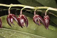 Pleurothallis restrepioides