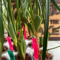 Maxillaria tenuifolia (Cutting)