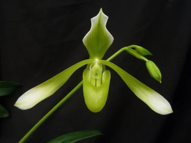 Paphiopedilum haynaldianum 'Alba' (Paphiopedilum)