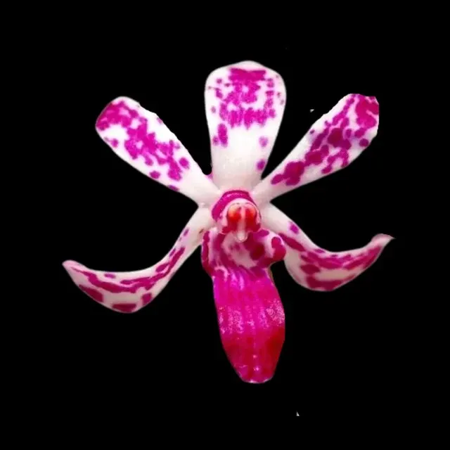 Neofinetia falcata x (Neofinetia)