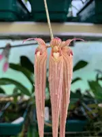 Bulbophyllum longissimum