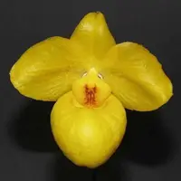Paph. armeniacum (Multi Growth)