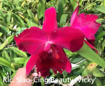 Rhyncholaeliocattleya Siao-Cing Beauty 'Vicky' (Rhyncholaeliocattleya)