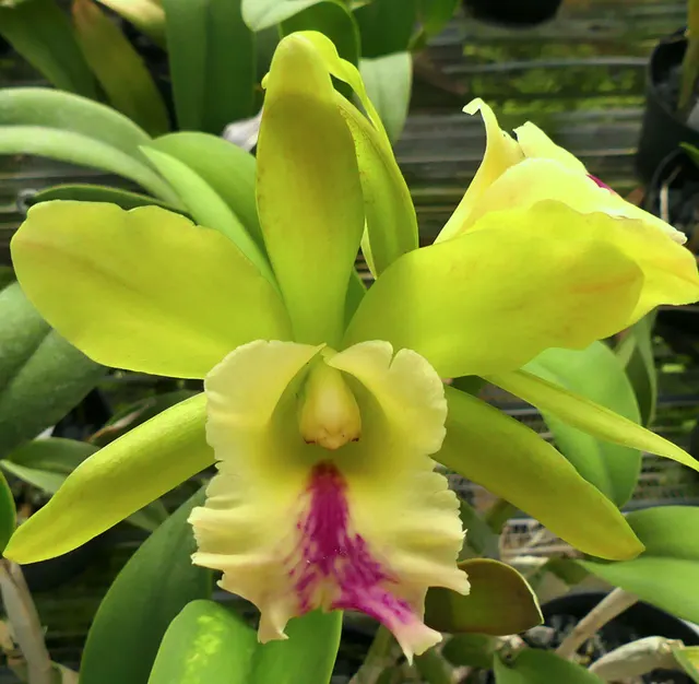 Brassolaeliocattleya Vermonts Green Mountains 'Mint Lime' (Brassolaeliocattleya)