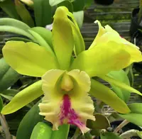 Blc. Vermonts Green Mountains 'Mint Lime'