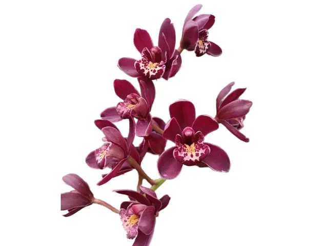 Cymbidium Ruby Eyes Red Baron An # 1 H00243 (Cymbidium)