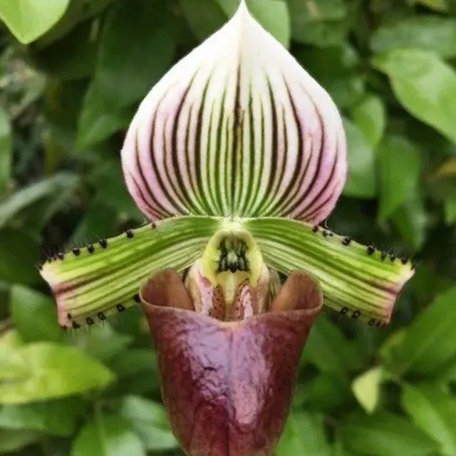 Paphiopedilum hennisianum (Paphiopedilum)