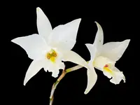 Laelia anceps (Tafelberg x Tzendze)