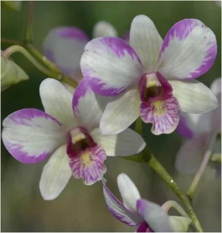 Dendrobium Nopporn White