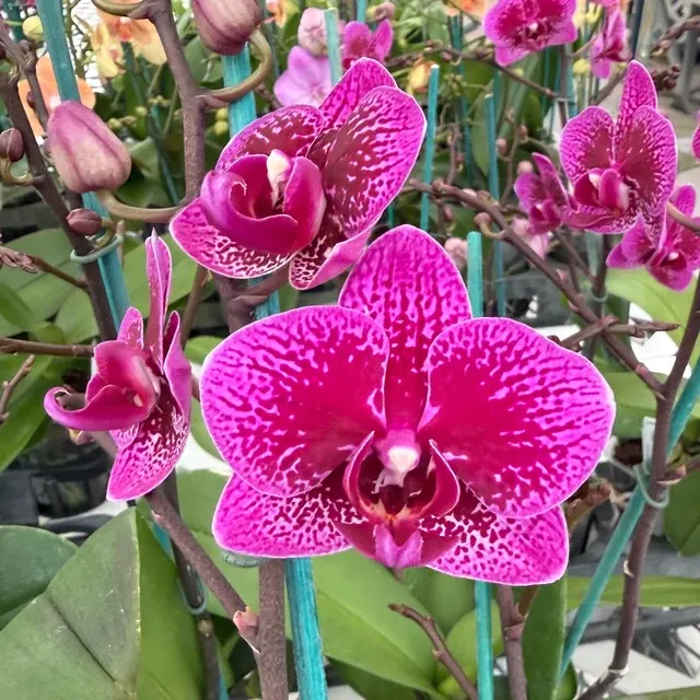 Phalaenopsis Happy Hour (Phalaenopsis)