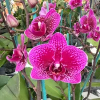 Phal. Happy Hour (Mini Phal)