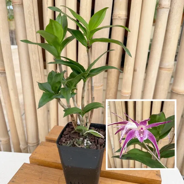 Dendrobium Ellen (kingianum x tetragonum)