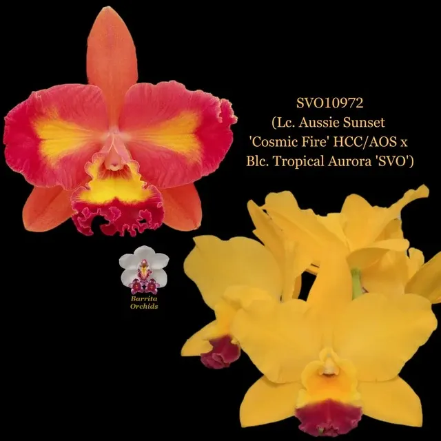 Cattleya Orchid Hybrid SVO10972 'Cosmic Fire'