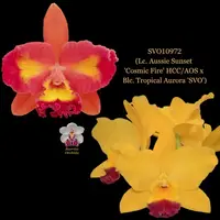 Cattleya Orchid Hybrid SVO10972 (Lc. Aussie Sunset 'Cosmic Fire' HCC/AOS x Blc. Tropical Aurora 'SVO')