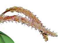 Bulbophyllum crassipes