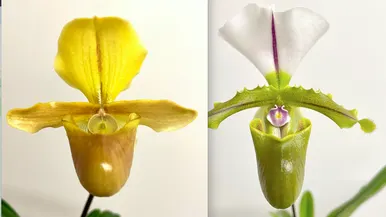 Paphiopedilum Sandra's Helen Maha x spicerianum