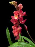 Howeara Lava Burst ‘Puanani’ AM/AOS (2” pot)