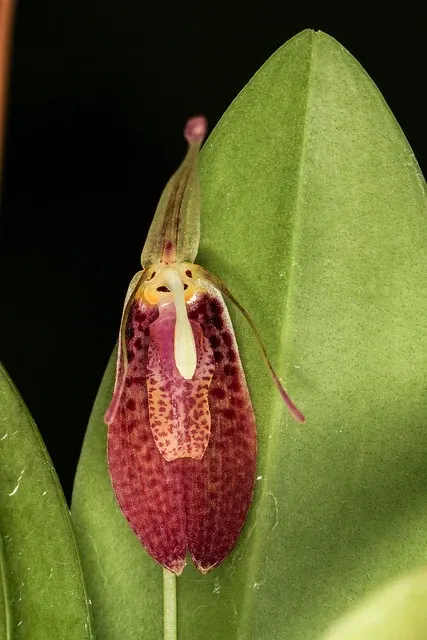 Restrepia tabae (Restrepia)
