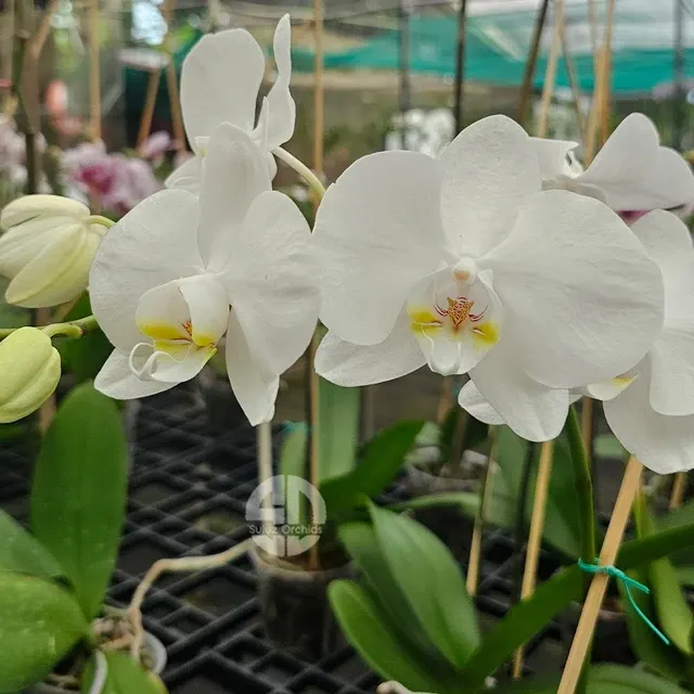 Phalaenopsis Navigator