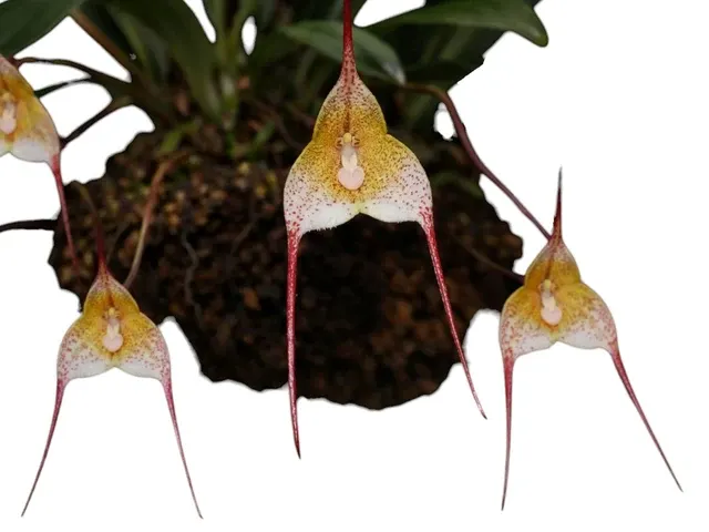 Dracula psittacina (Dracula)