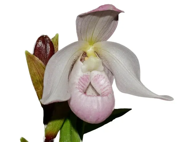 Phragmipedium Paz en Colombia (Phragmipedium)