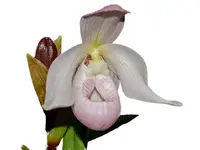 Phragmipedium Paz en Colombia