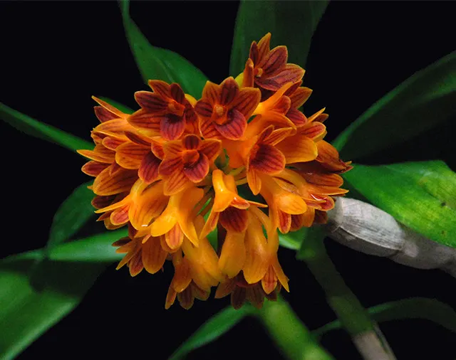 Dendrobium topaziacum (Dendrobium)