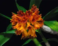 Dendrobium topaziacum