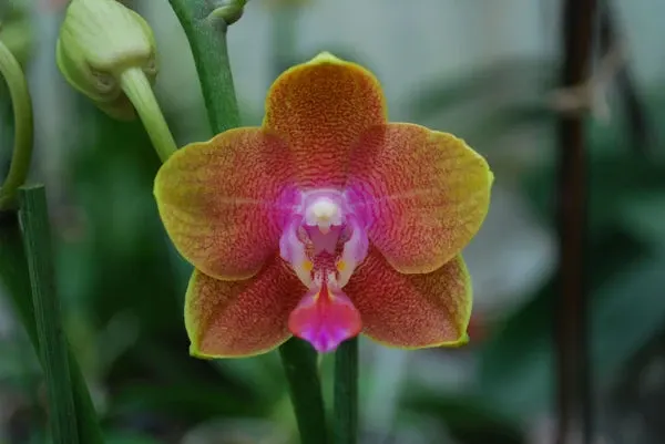 Phalaenopsis SOGO MELINDA