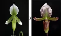 Paph. Vert X Paph. Lawranceanum