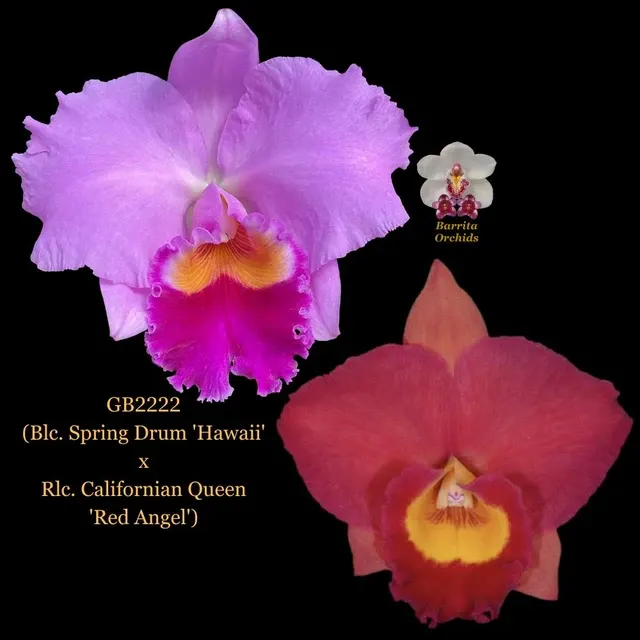 Cattleya Orchid Seedling GB2222 'Hawaii'