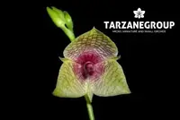 TELIPOGON IONOPOGON SMALL ORCHID MOUNTED